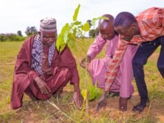 Climate change: PADAC Targets 1.5m Trees for Climate-Hit Communities in Jigawa