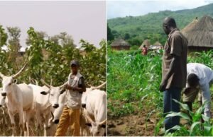 Farmers/Herders: Jigawa Court Orders ₦500m Compensation for Destroyed Farmlands