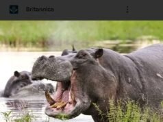 Hippopotamus attack Fisher men killed 3 in Adamawa