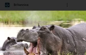 Hippopotamus attack Fisher men killed 3 in Adamawa