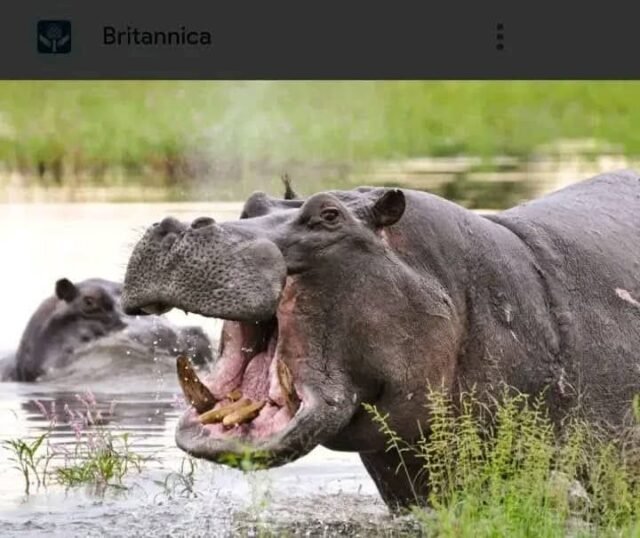 FB_IMG_1771659421628